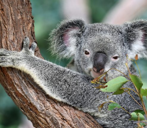 Koala Habitat Protection 2019