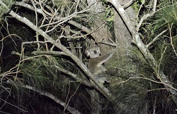 Koala Plan of Management for new aged care facility in Grafton