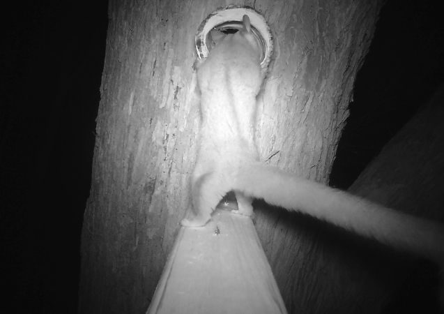 Alternatives to natural tree hollows